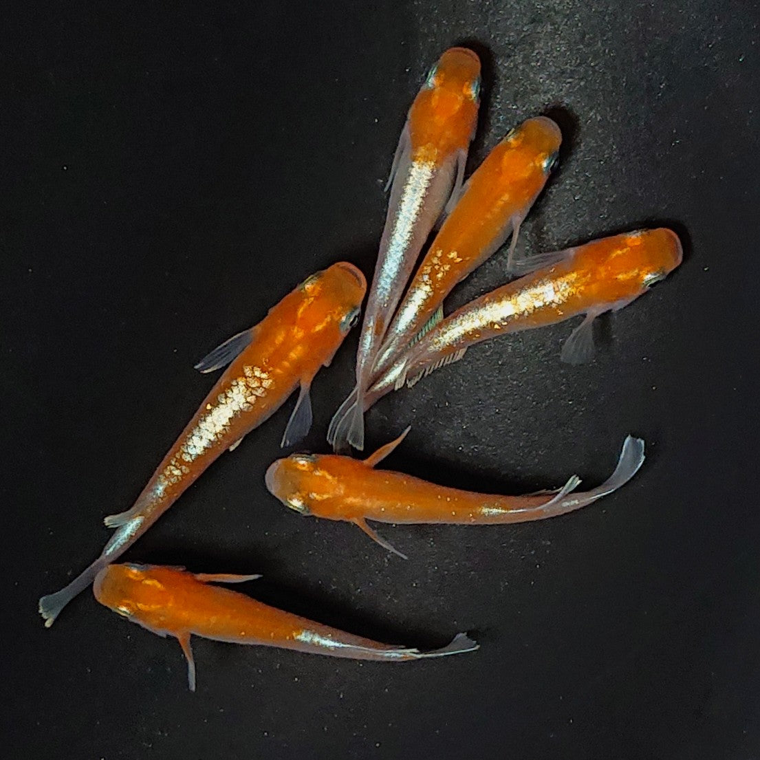 【現物】豆紅エボリューション 6匹 オス2メス4 2494
