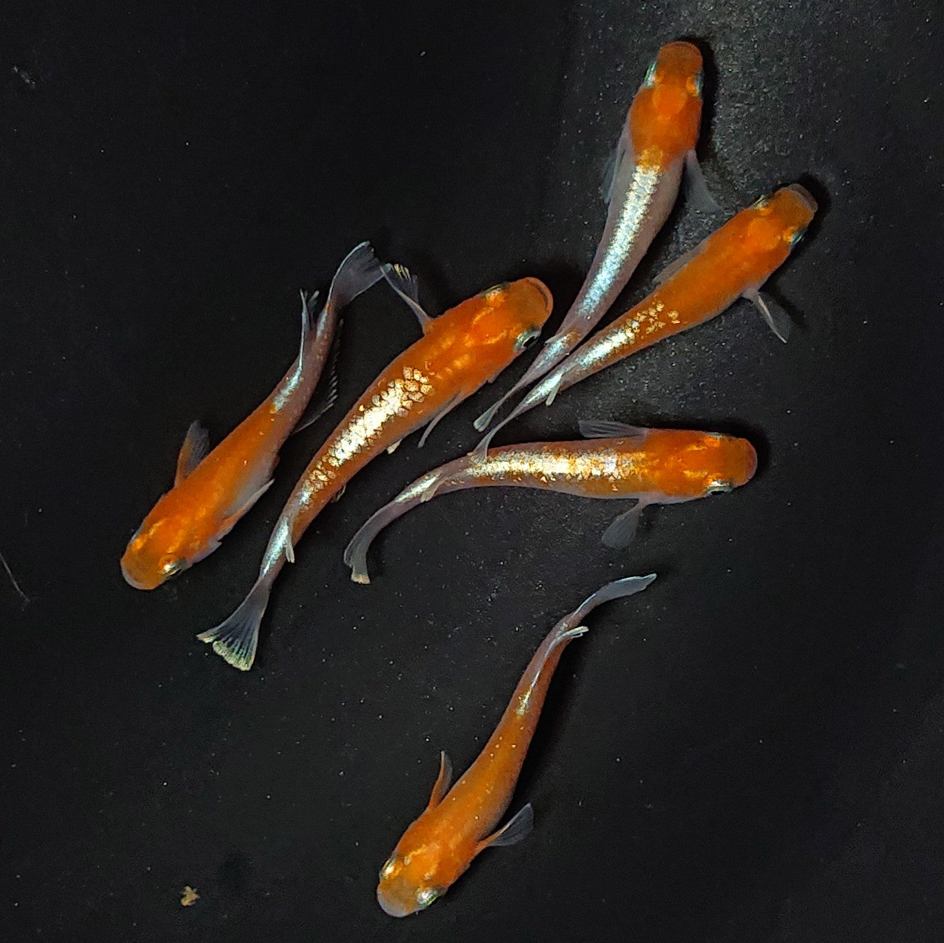 【現物】豆紅エボリューション 6匹 オス2メス4 2494
