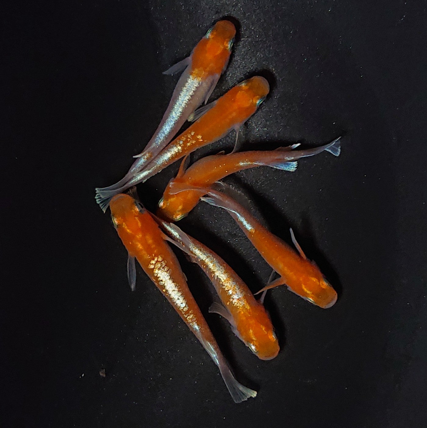 【現物】豆紅エボリューション 6匹 オス2メス4 2494