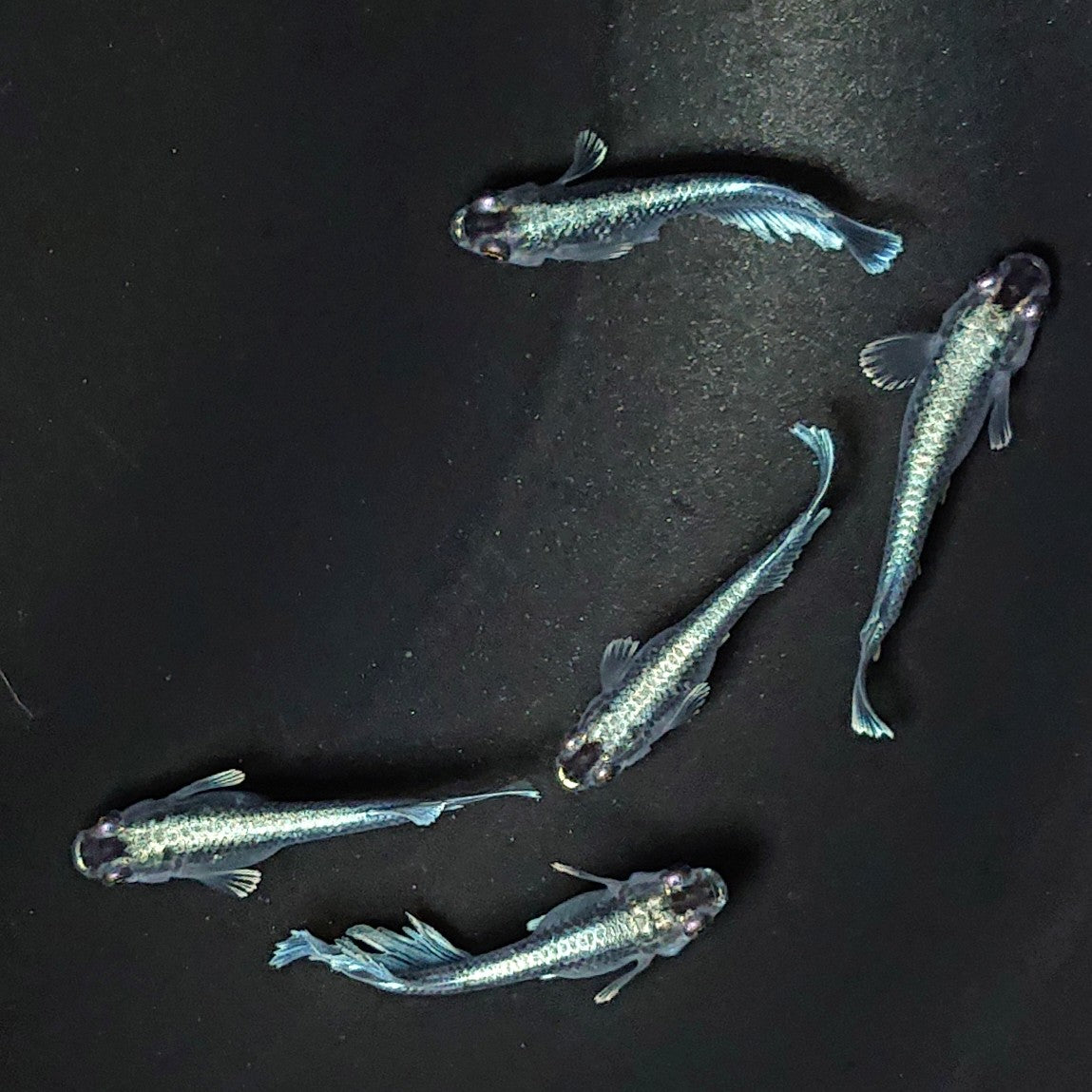 【現物】【レア個体】フロマージュキッシングダークブルーtype 5匹 オス2メス3 2498