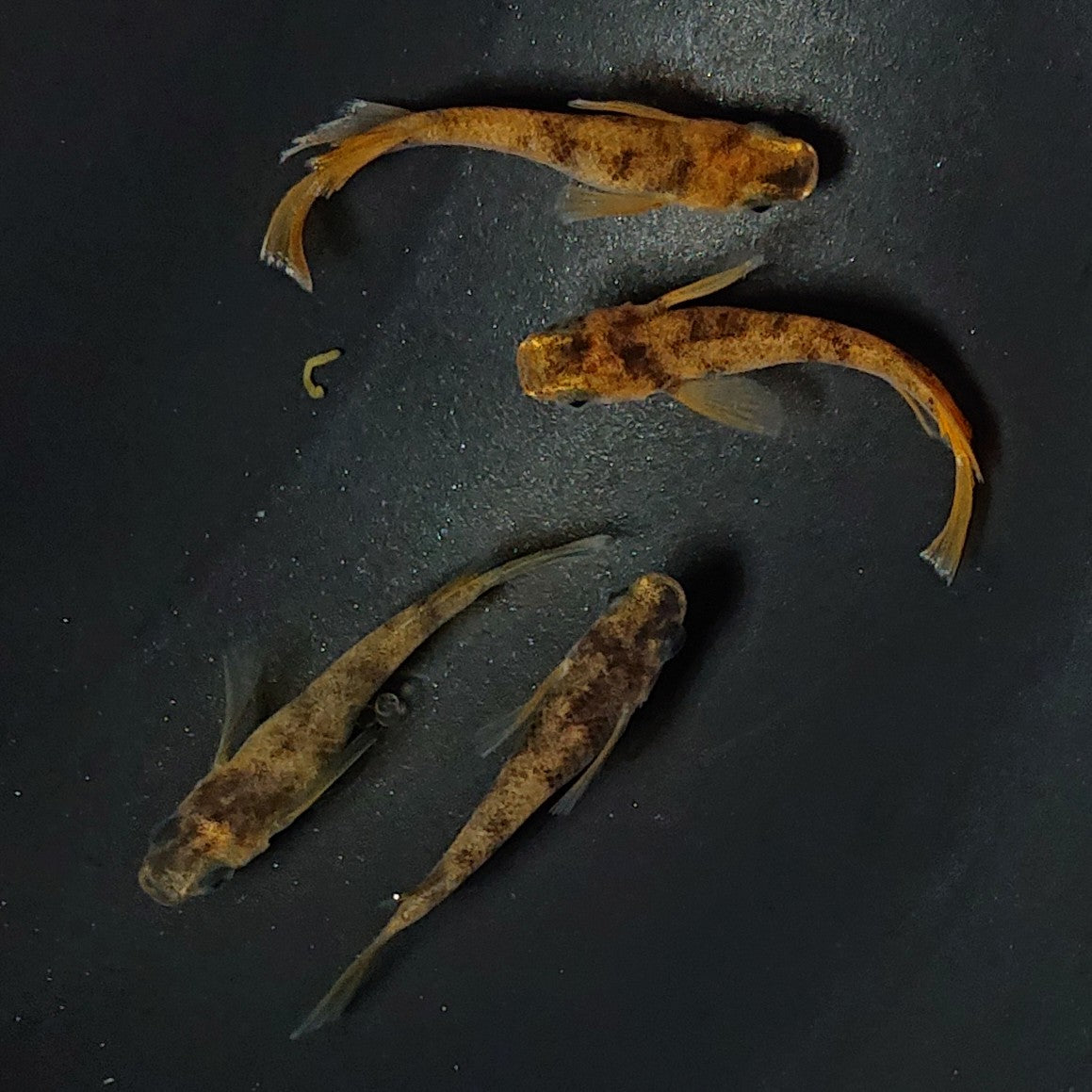 【現物】和墨リアルロングフィン赤虎系 体型・体色ホモ個体 2ペア 2511