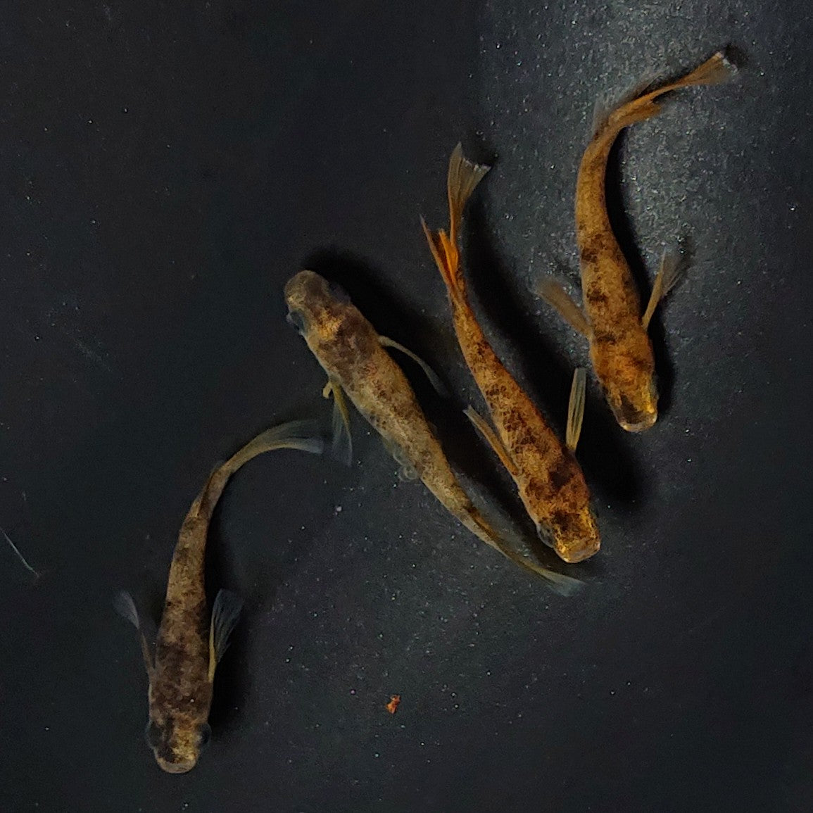 【現物】和墨リアルロングフィン赤虎系 体型・体色ホモ個体 2ペア 2511