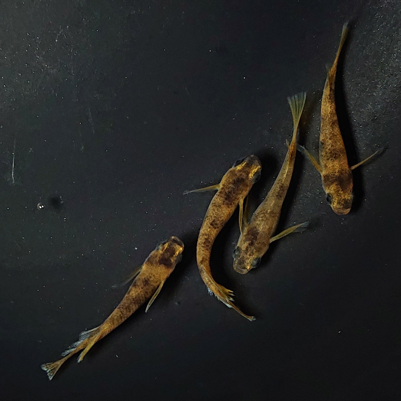 【現物】和墨リアルロングフィン赤虎系 体型・体色ホモ個体 2ペア 2528