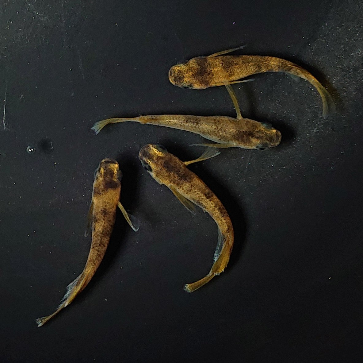 【現物】和墨リアルロングフィン赤虎系 体型・体色ホモ個体 2ペア 2528