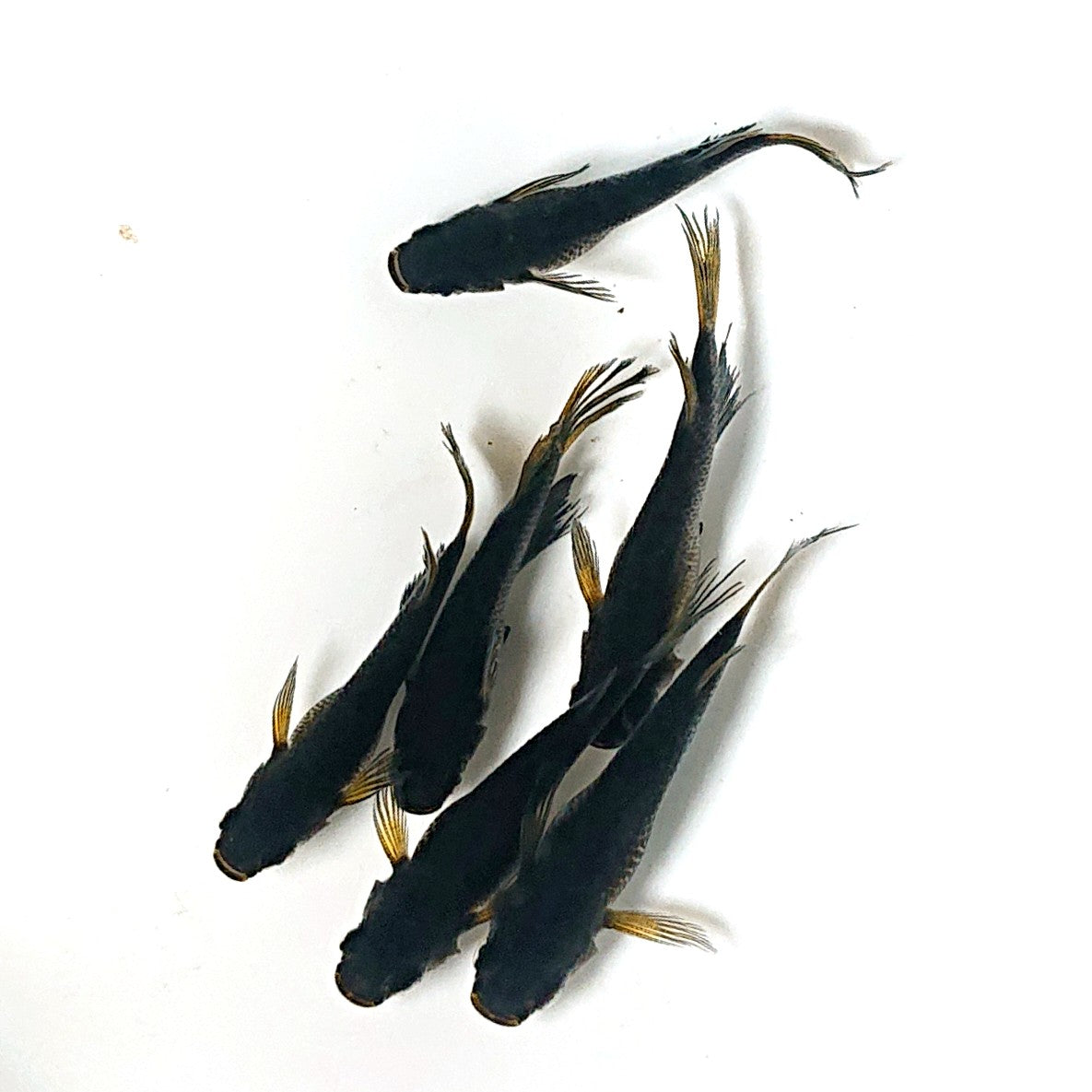 【現物】鬼神 6匹 オス4メス2 両眼アースアイ 2527