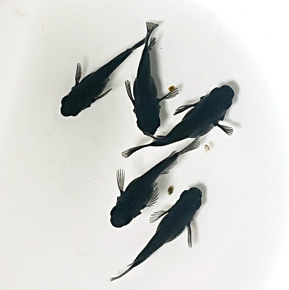 【現物】オロチだるま 5匹 オス3メス2 2529