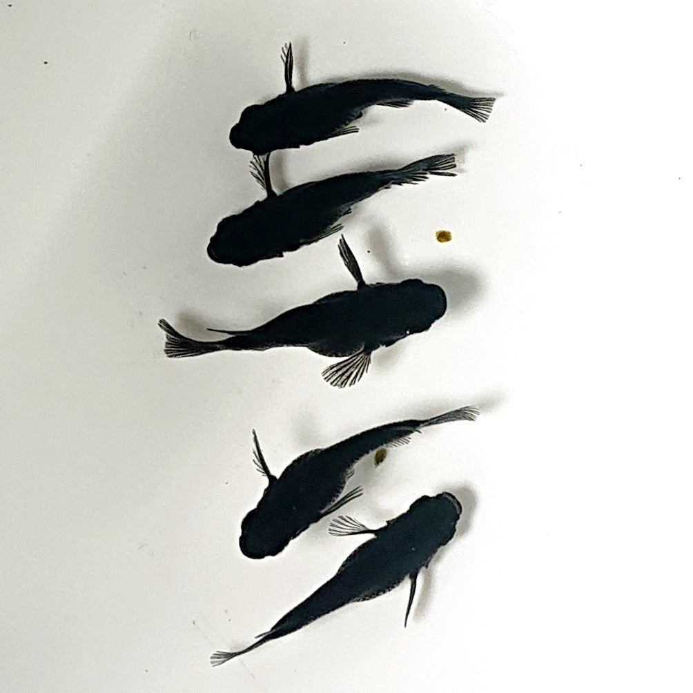 【現物】オロチだるま 5匹 オス3メス2 2529