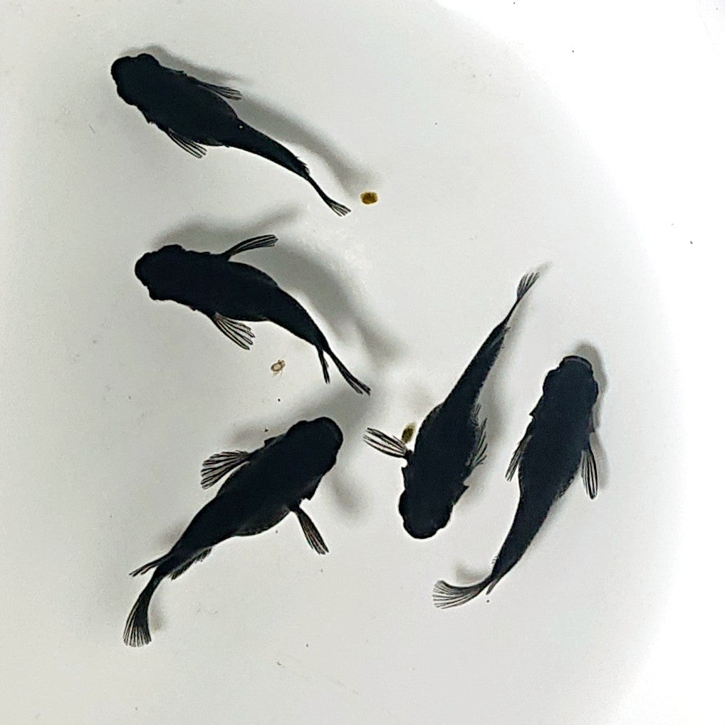 【現物】オロチだるま 5匹 オス3メス2 2529