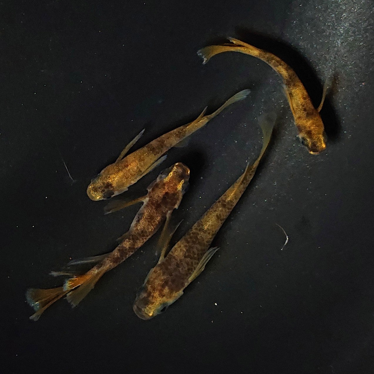 【現物】和墨リアルロングフィン赤虎系 体型・体色ホモ個体 2ペア 2536