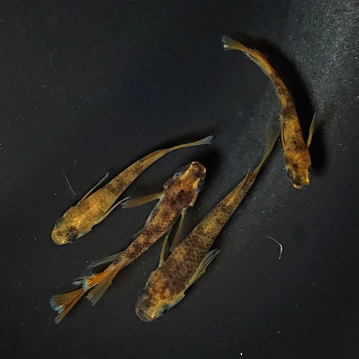 【現物】和墨リアルロングフィン赤虎系 体型・体色ホモ個体 2ペア 2536