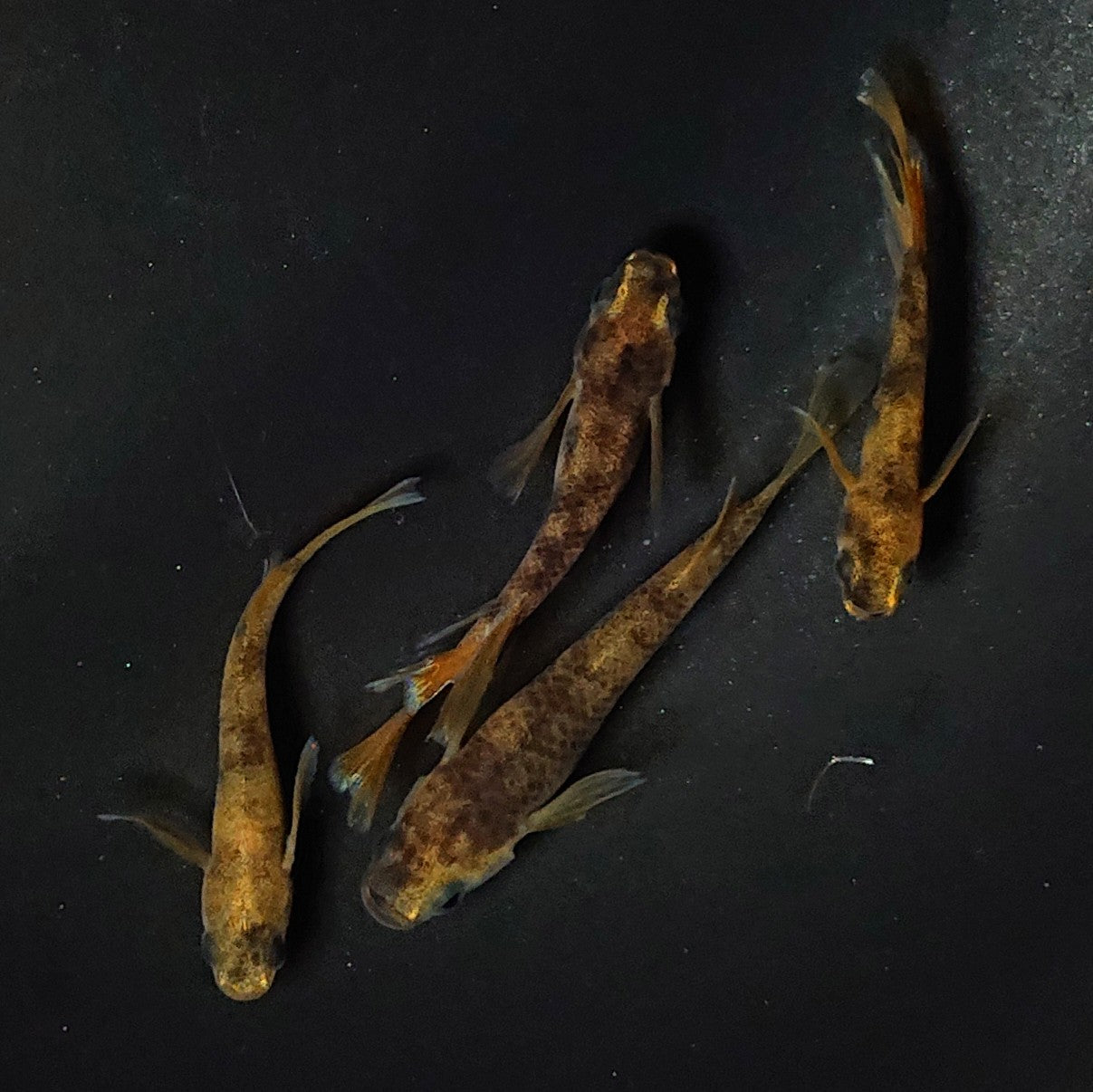 【現物】和墨リアルロングフィン赤虎系 体型・体色ホモ個体 2ペア 2536
