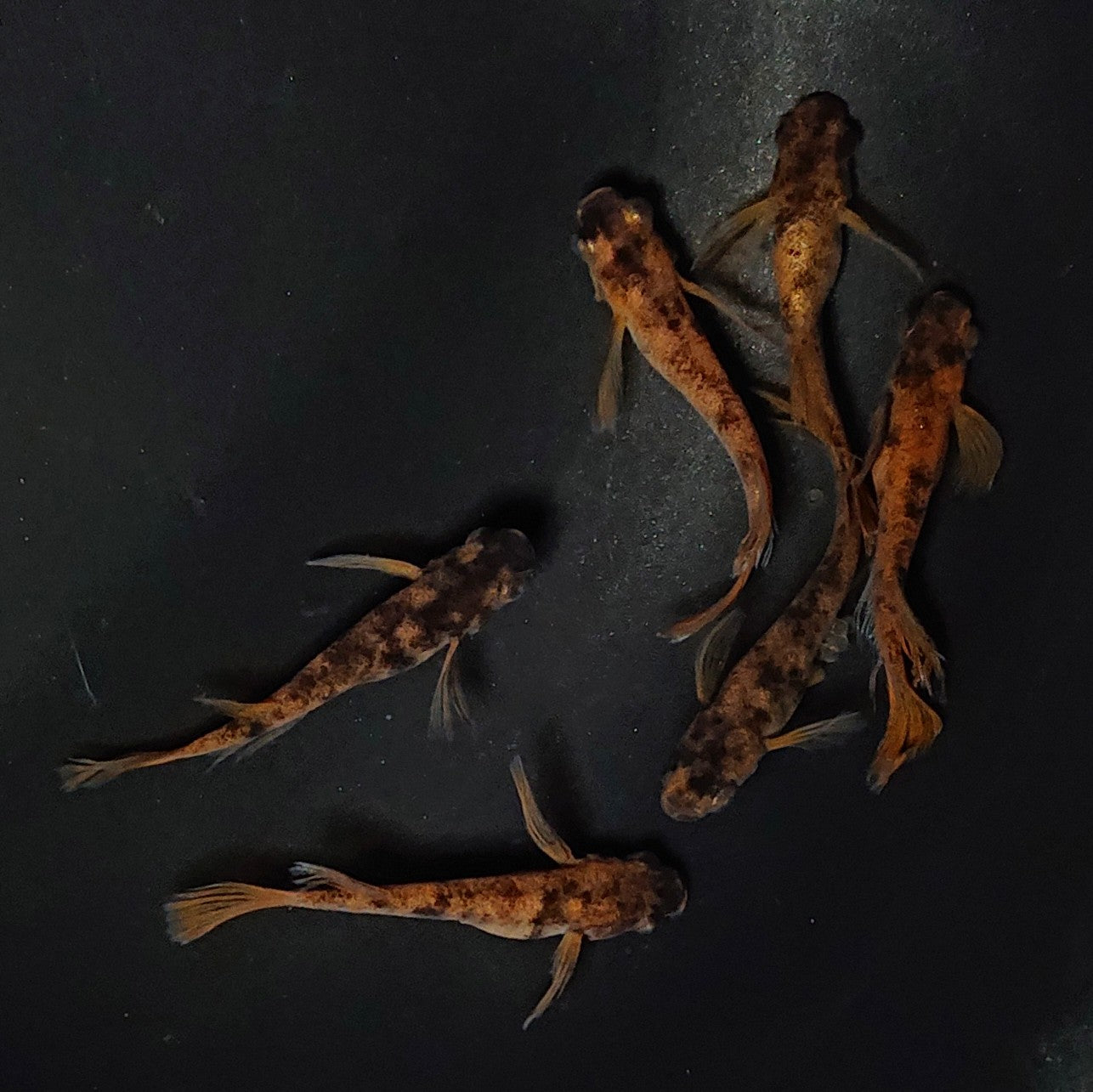 【現物】和墨赤虎×鬼神 F4 6匹 オス4メス2 オス1匹ヒカリ体型 アースアイ・北辻松井遺伝子持ち 2532