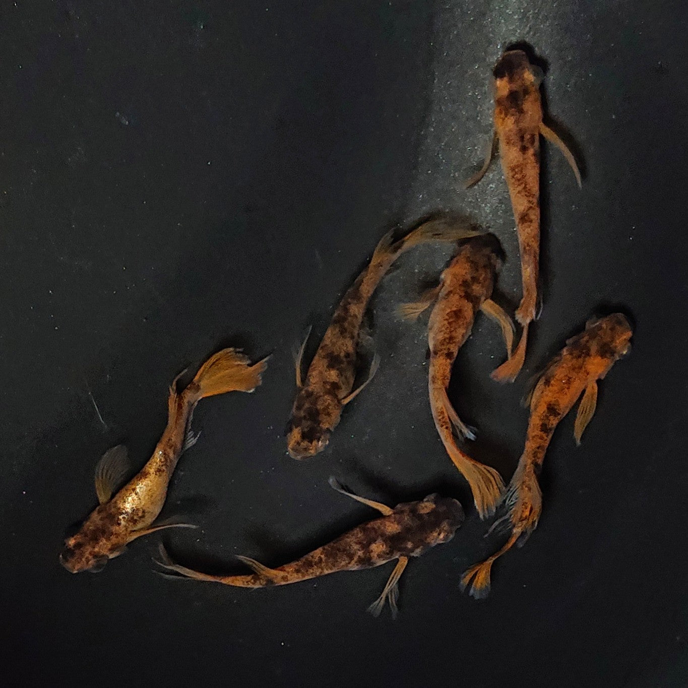 【現物】和墨赤虎×鬼神 F4 6匹 オス4メス2 オス1匹ヒカリ体型 アースアイ・北辻松井遺伝子持ち 2532