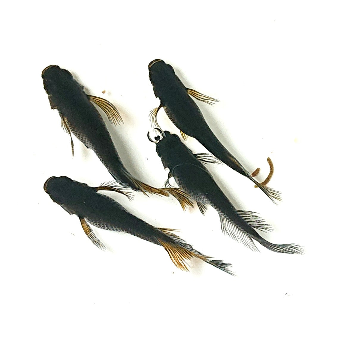 【現物】【NEW】黒雷(くろいかずち) 2ペア 2530
