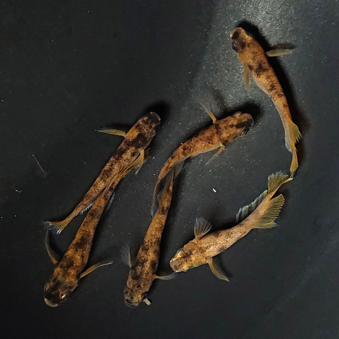 【現物】和墨赤虎×鬼神 F4 6匹 オス4メス2 オス1匹ヒカリ体型 アースアイ・北辻松井遺伝子持ち 2542