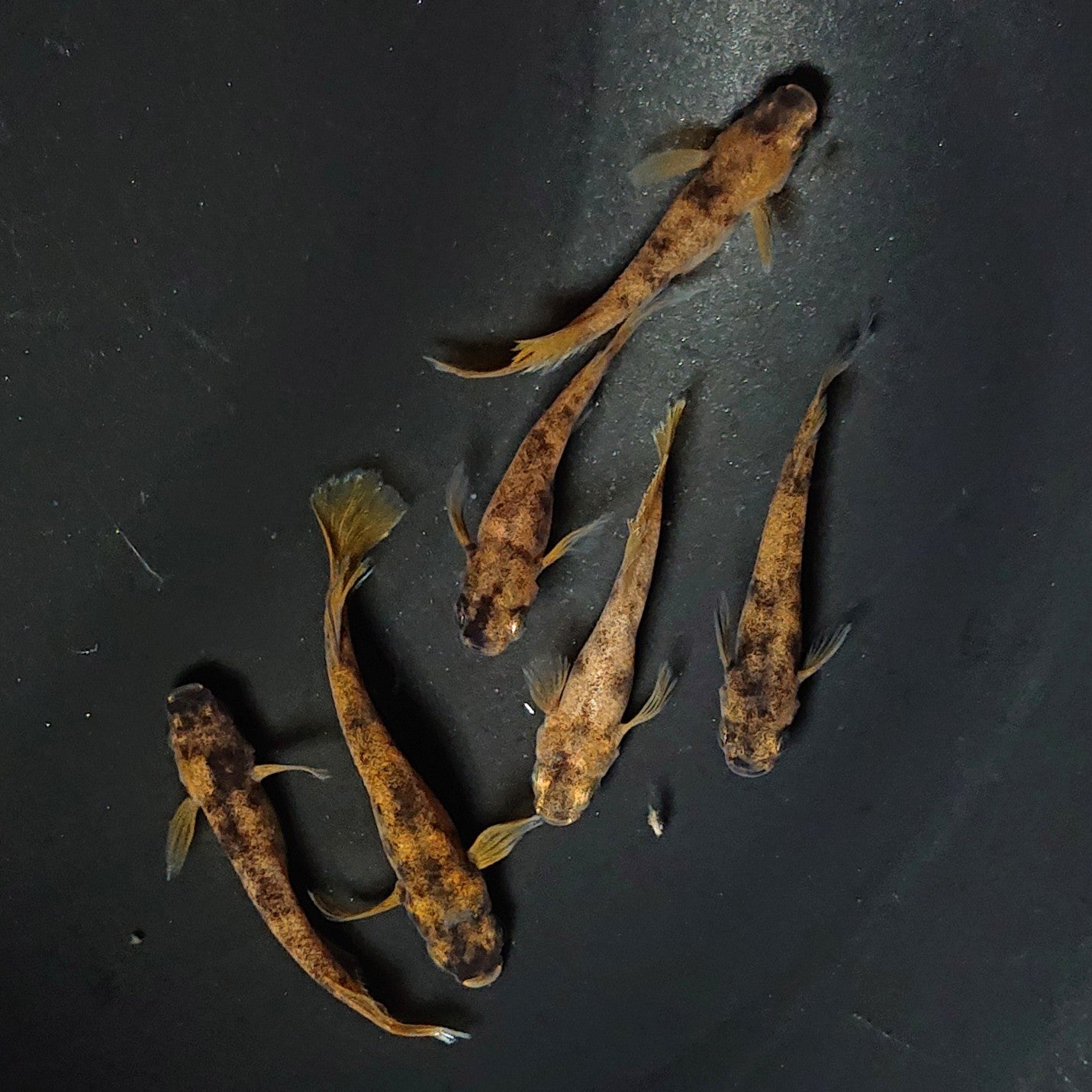【現物】和墨赤虎×鬼神 F4 6匹 オス4メス2 オス1匹ヒカリ体型 アースアイ・北辻松井遺伝子持ち 2542