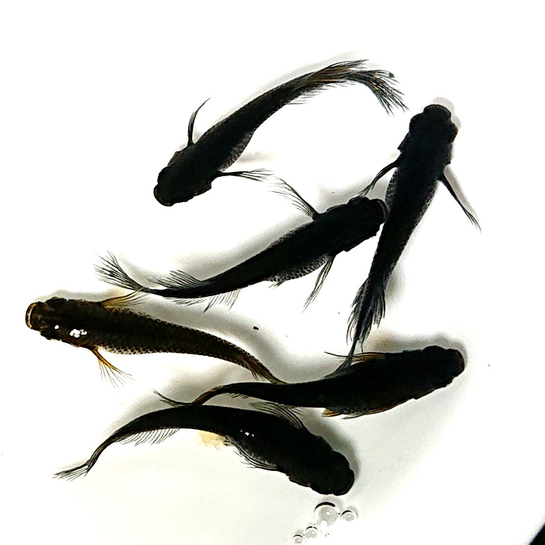 【現物】黒天幻龍松井ヒレ長×鯰武 F4 6匹 オス2メス4 アースアイ・北辻松井遺伝子持ち 2543