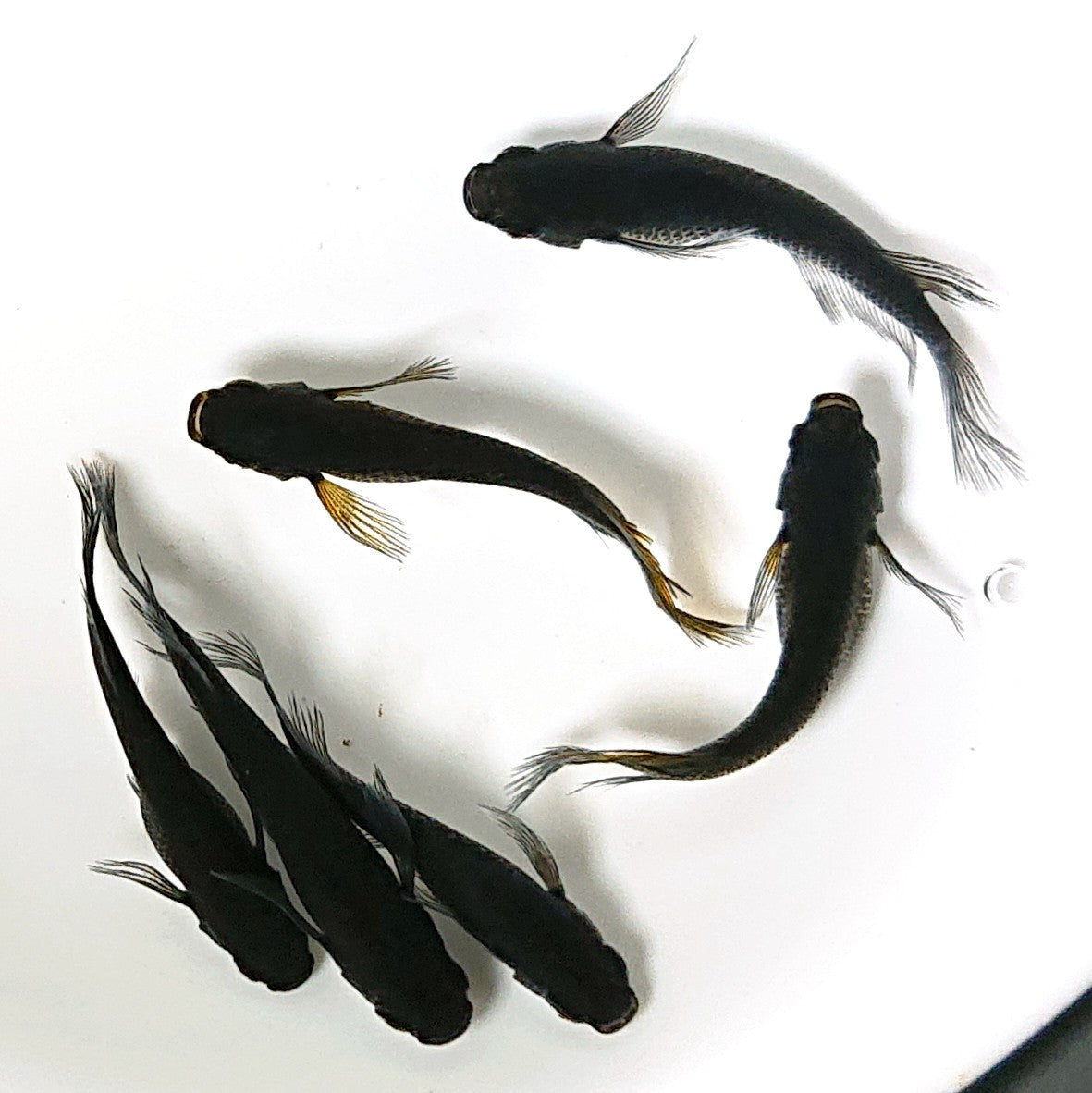【現物】黒天幻龍松井ヒレ長×鯰武 F4 6匹 オス2メス4 アースアイ・北辻松井遺伝子持ち 2558