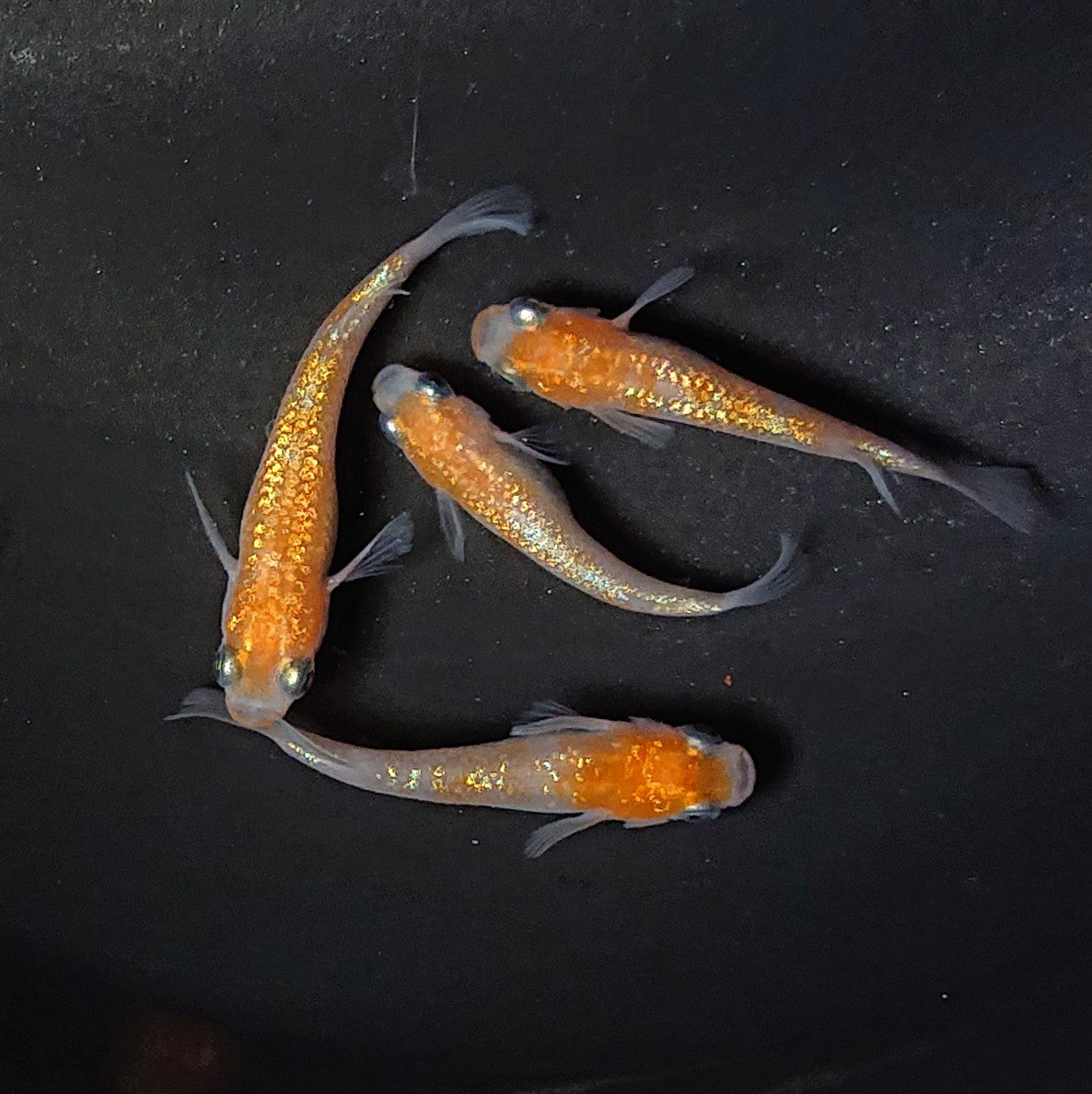 【現物】【上物】王華 2ペア 2573