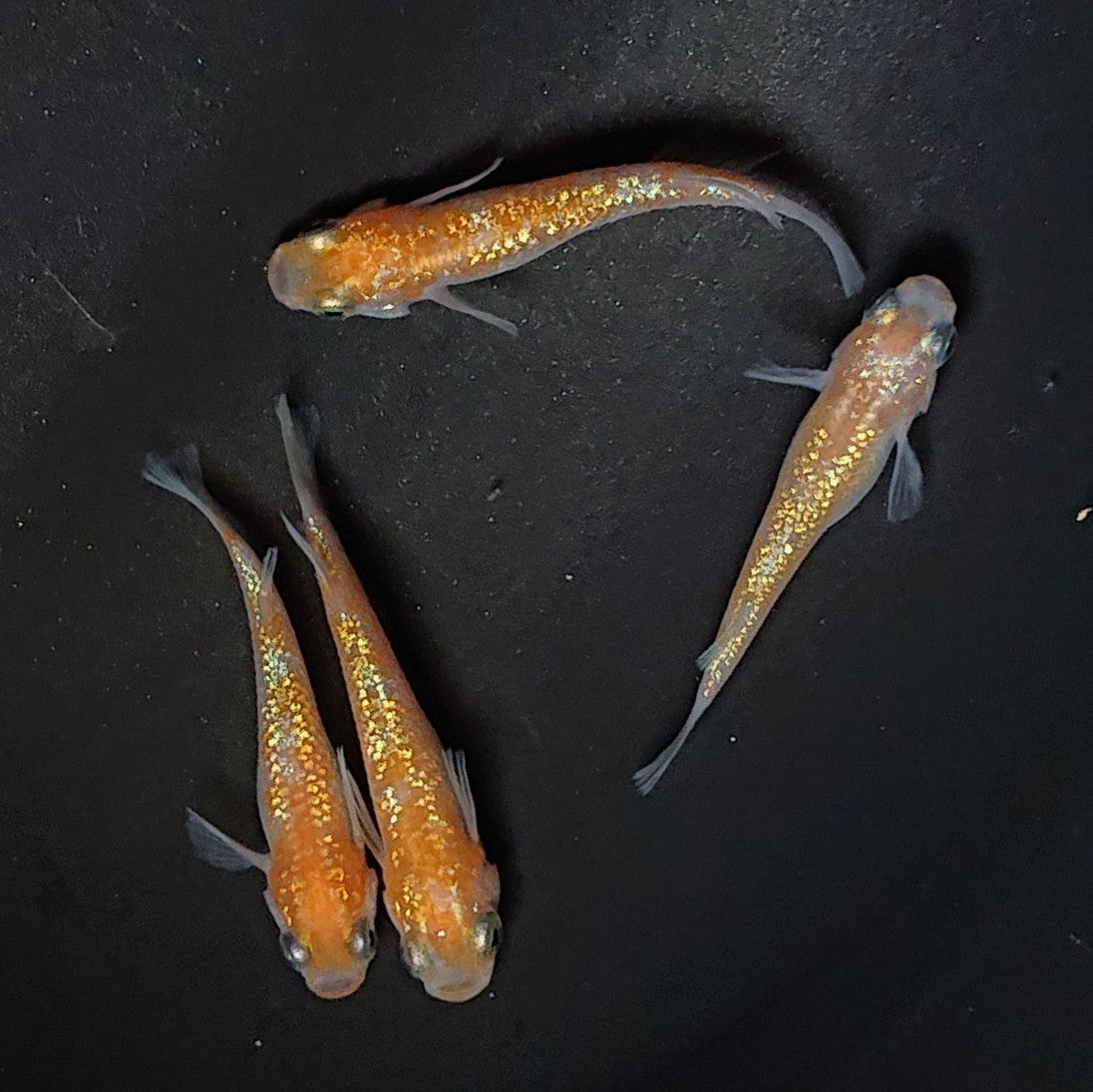 【現物】【上物】王華 2ペア 2581
