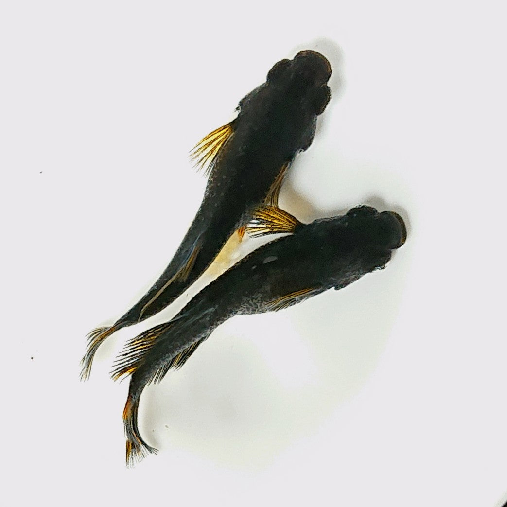 【現物】夢神×エヴァ F3 ペア ヒカリ体型・両眼アースアイ 2593