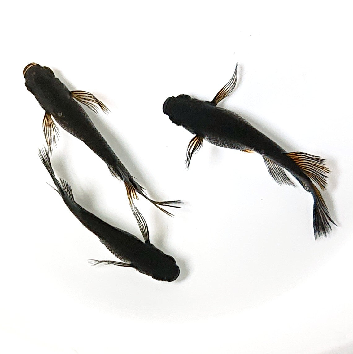 【現物】【上物】黒雷 3匹 オス1メス2 両眼アースアイ 2595