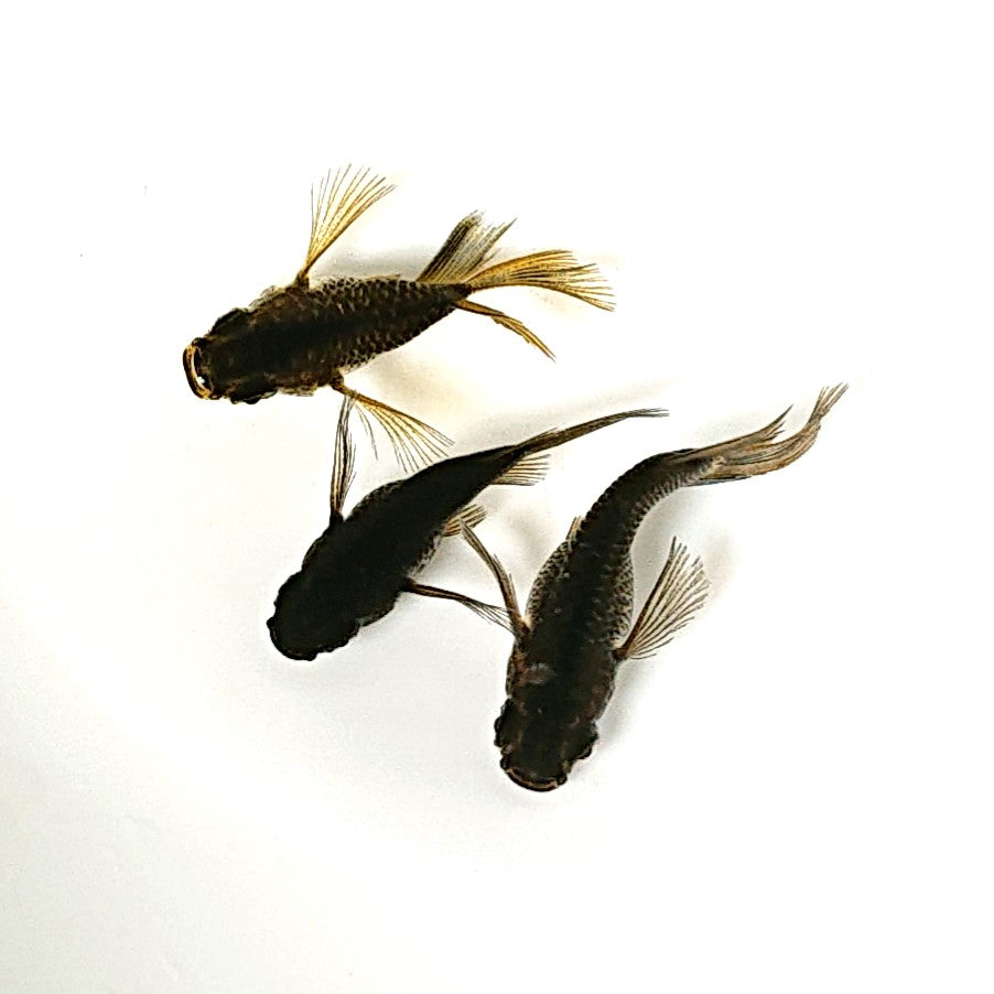 【現物】【NEW】【レア個体】チョコレートダイヤリアルロングフィンだるま 3匹 オス2メス1 2594