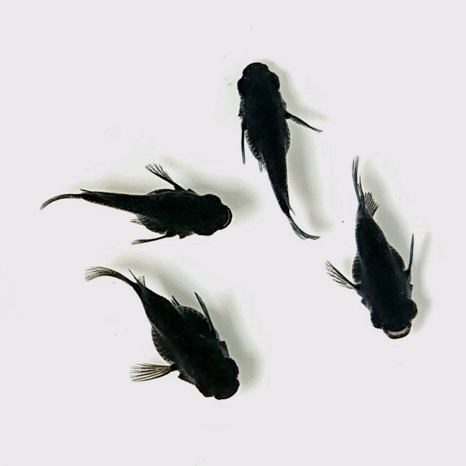 【現物】オロチだるま 4匹 オス1メス3 2599