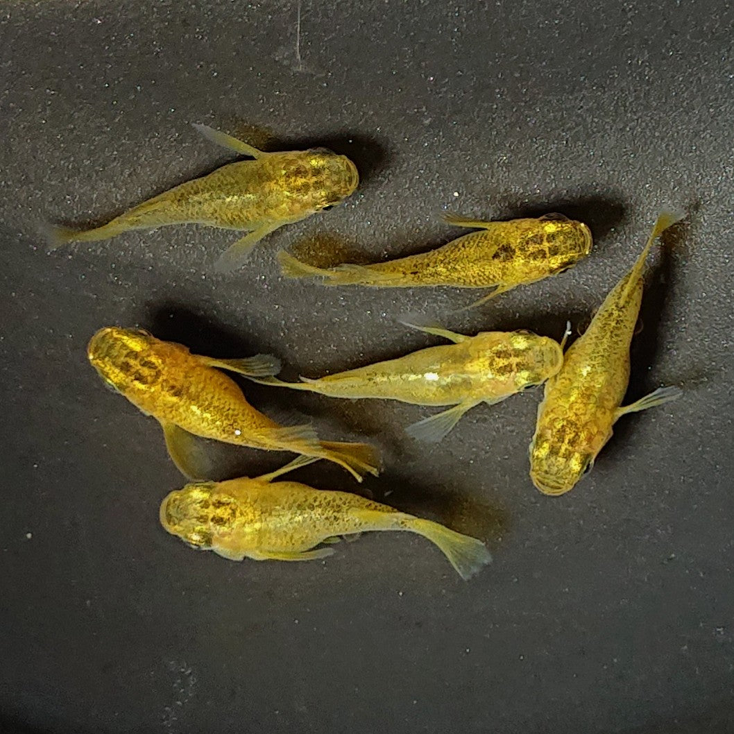 【現物】黄金べっ甲だるま 6匹 オス2メス4 2626