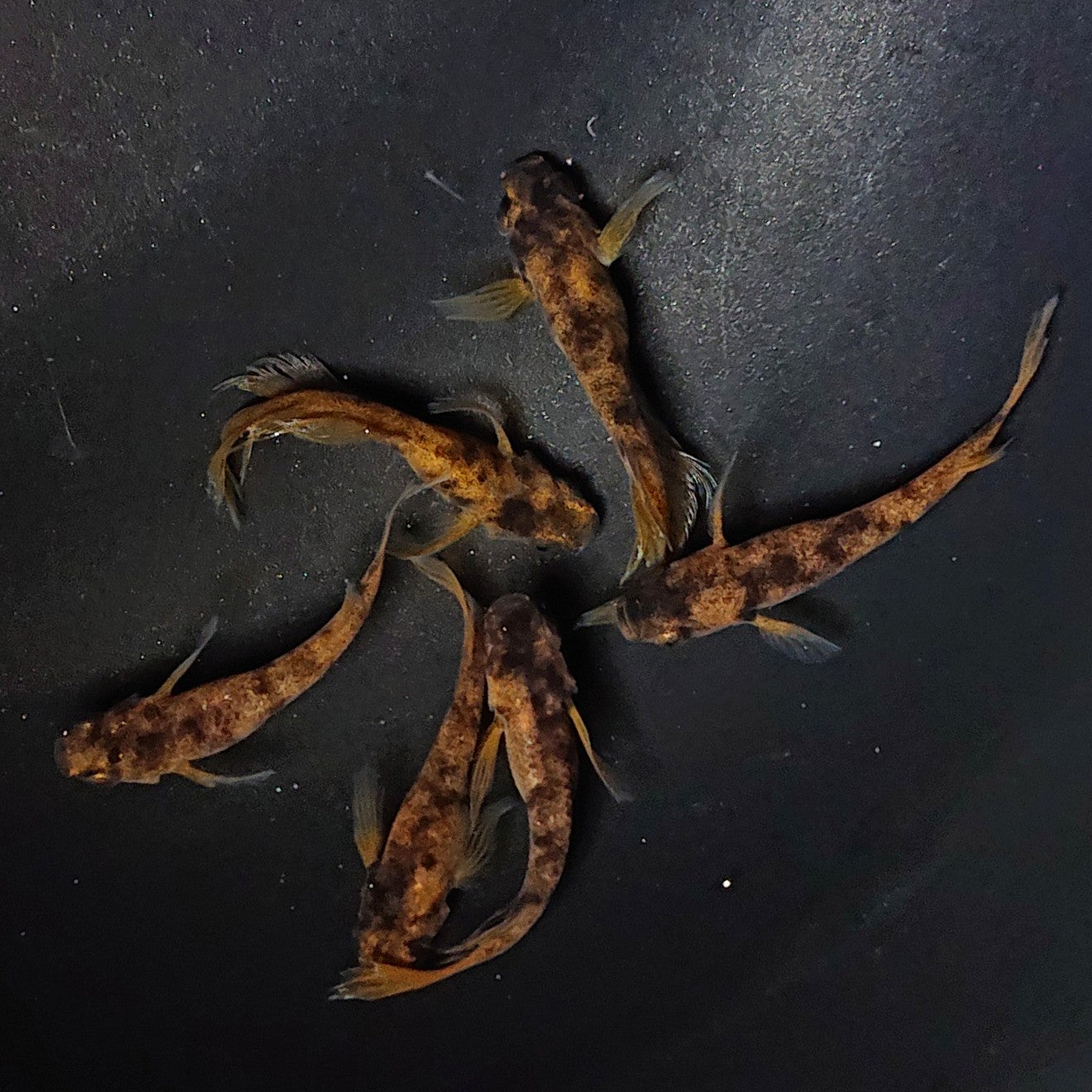 【現物】和墨赤虎×鬼神 F4 6匹 オス1匹ヒカリ体型 3ペア アースアイ・北辻松井遺伝子持ち 2635