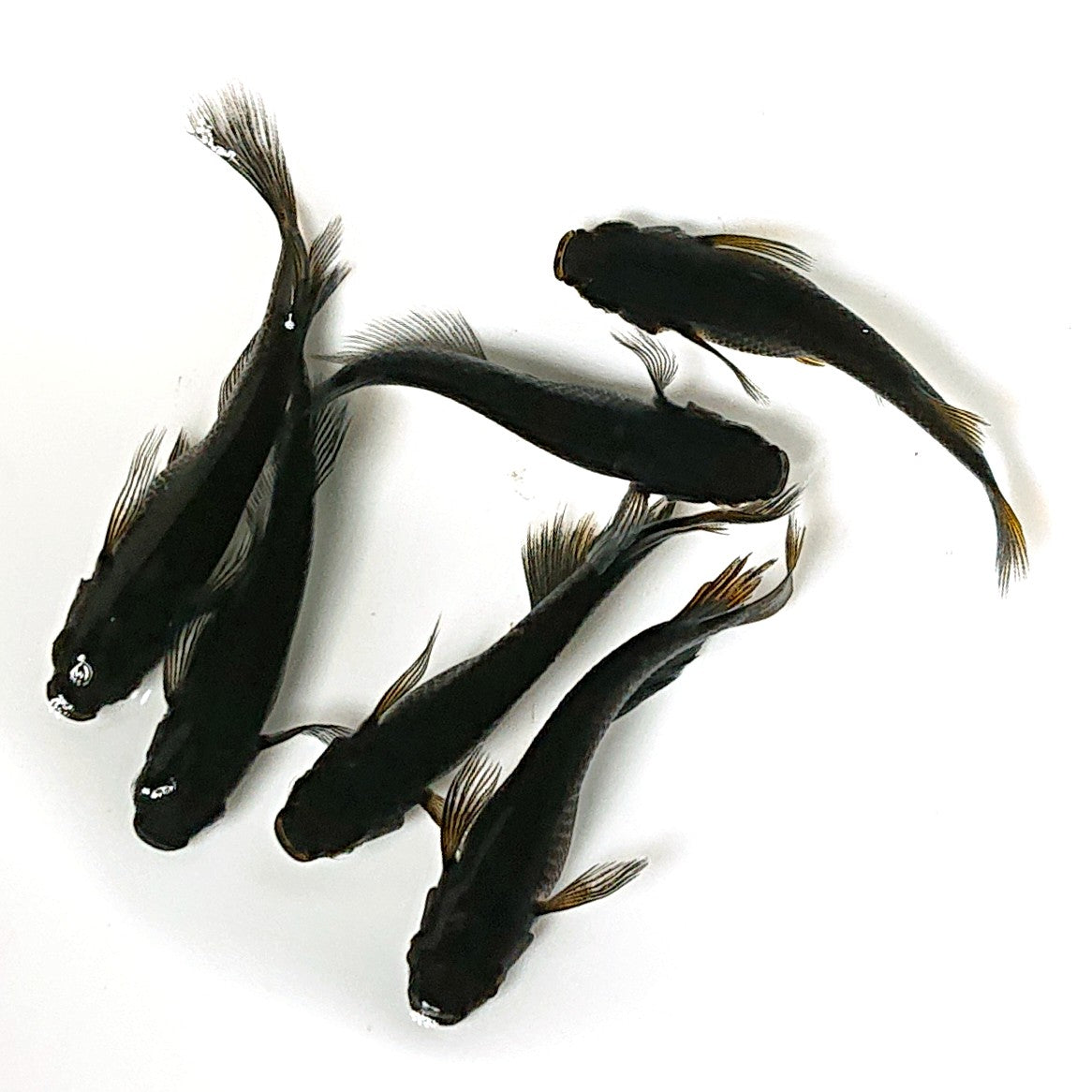 【現物】黒天幻龍松井ヒレ長×鯰武 F4 6匹 オス2メス4 アースアイ・北辻松井遺伝子持ち 2633