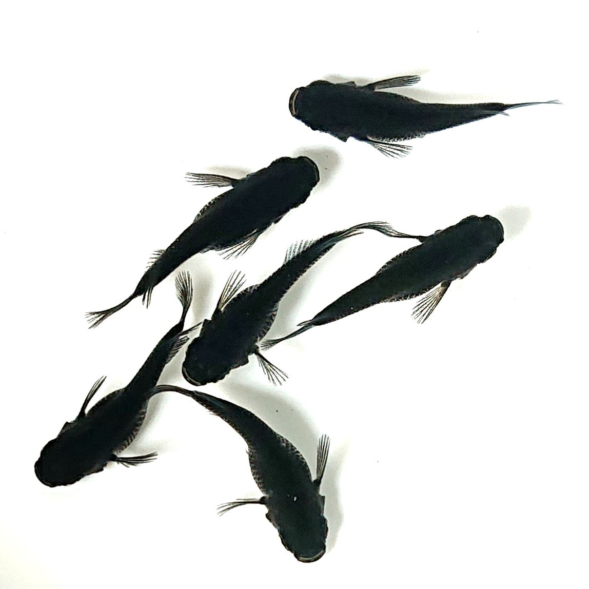 【現物】オロチだるま 6匹 オス2メス4 2641