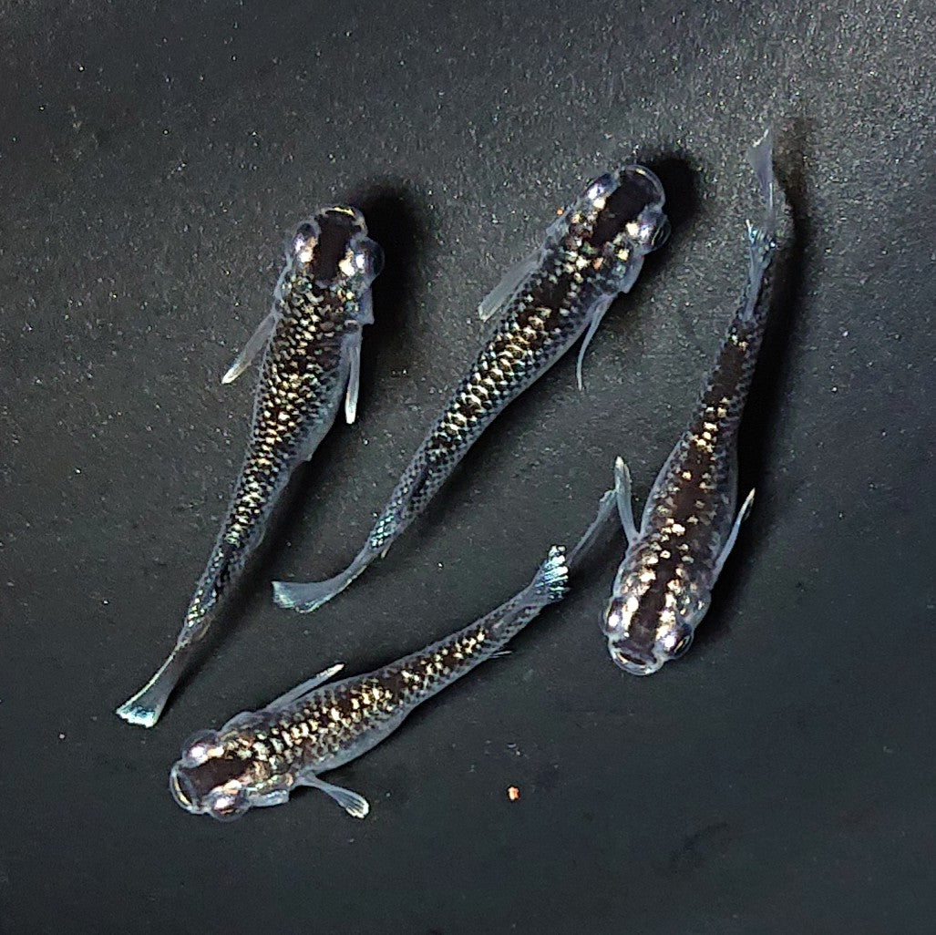 【現物】【上物】ミッドナイトフリルキッシング ラメtype 4匹 オス1メス3 2648