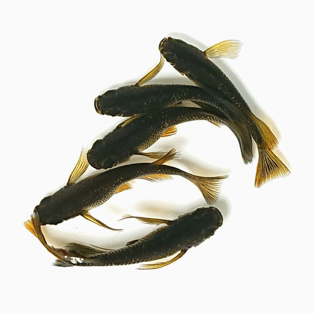 【現物】チョコレートダイヤリアルロングフィン 中里様純血統F3 5匹 オス2メス3 2649