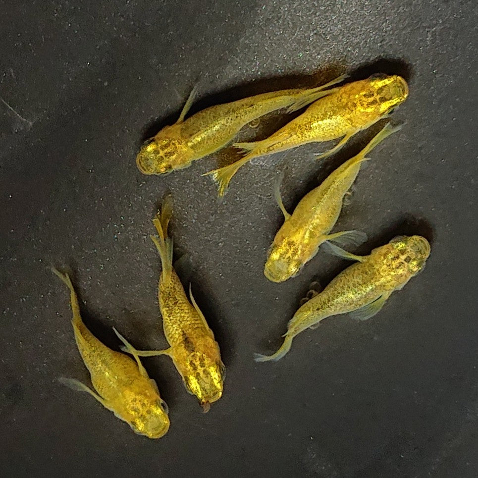【現物】黄金べっ甲だるま 6匹 オス2メス4 2670