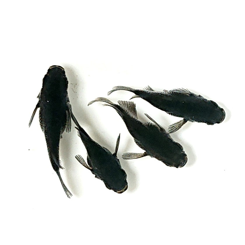 【現物】オロチだるま 4匹 オス1メス3 2677
