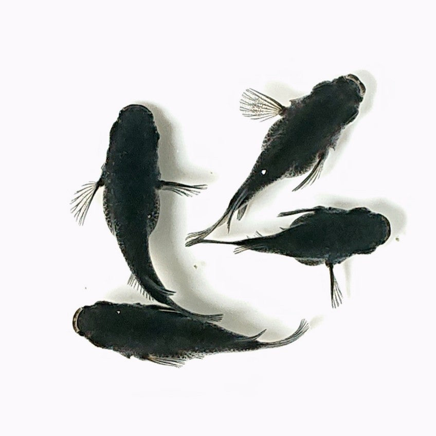 【現物】オロチだるま 4匹 オス1メス3 2677
