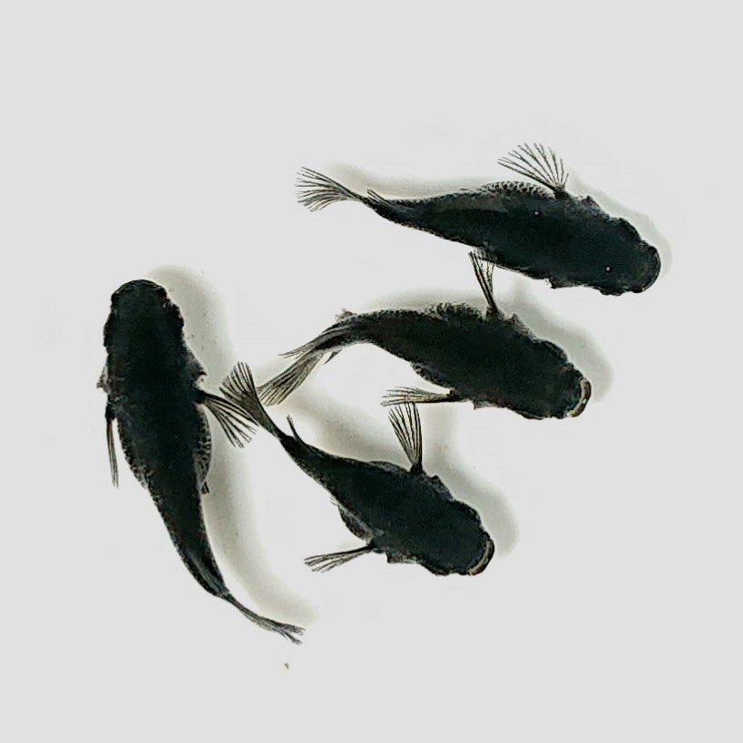 【現物】オロチだるま 4匹 オス1メス3 2677