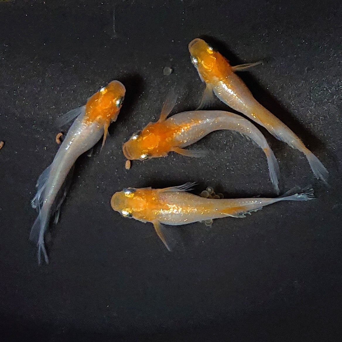 【現物】ハイビスカス 2ペア 2695