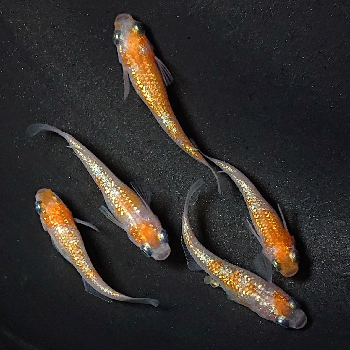 【現物】王華 5匹 オス2メス3 2705