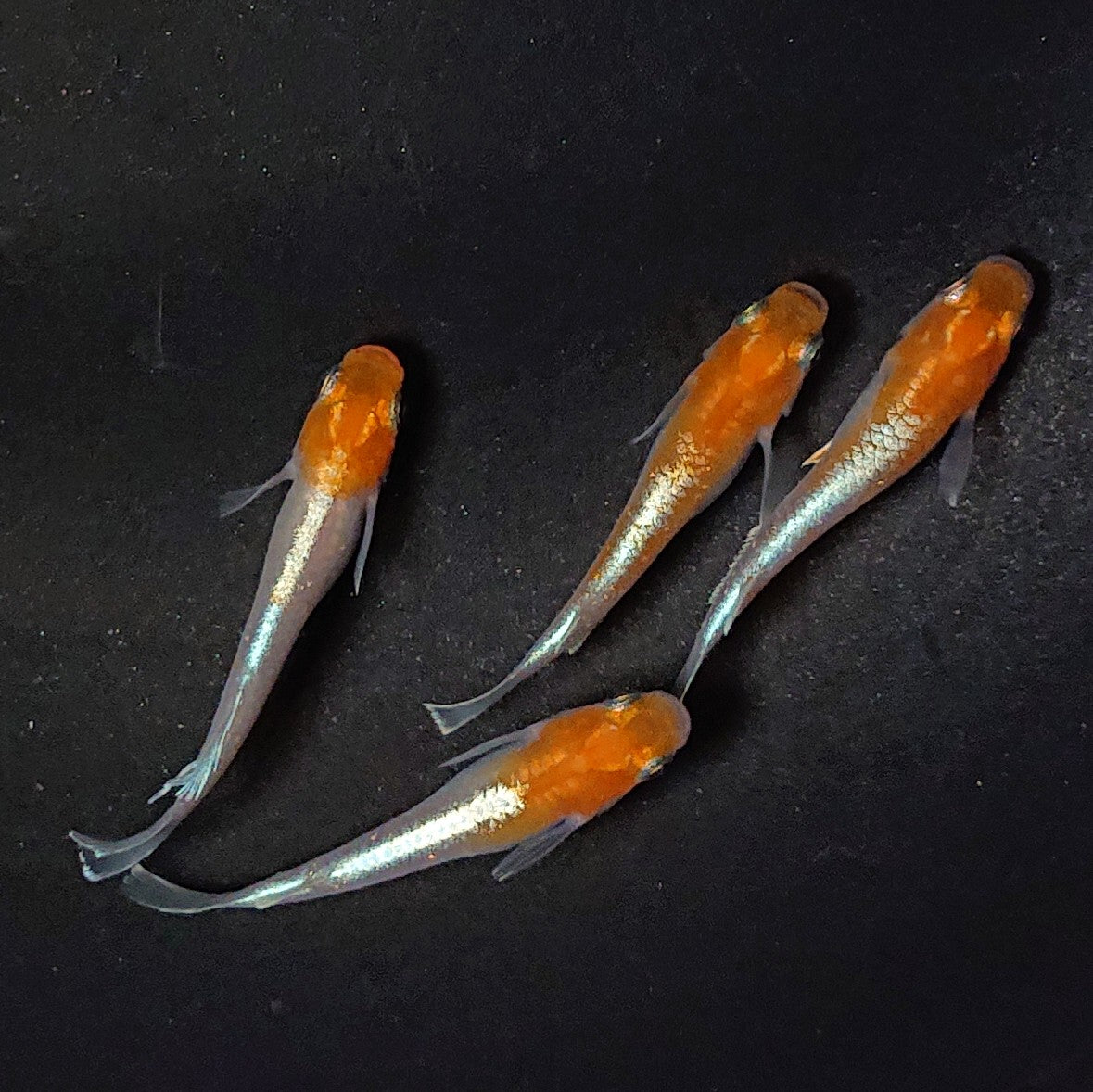 【現物】【上物】豆紅エボリューション 4匹 オス1メス3 2704