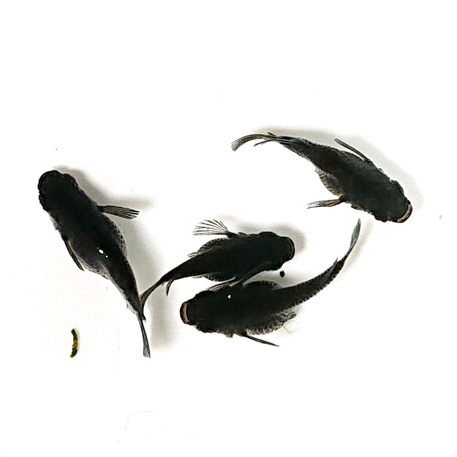 【現物】オロチだるま 4匹 オス1メス3 2715