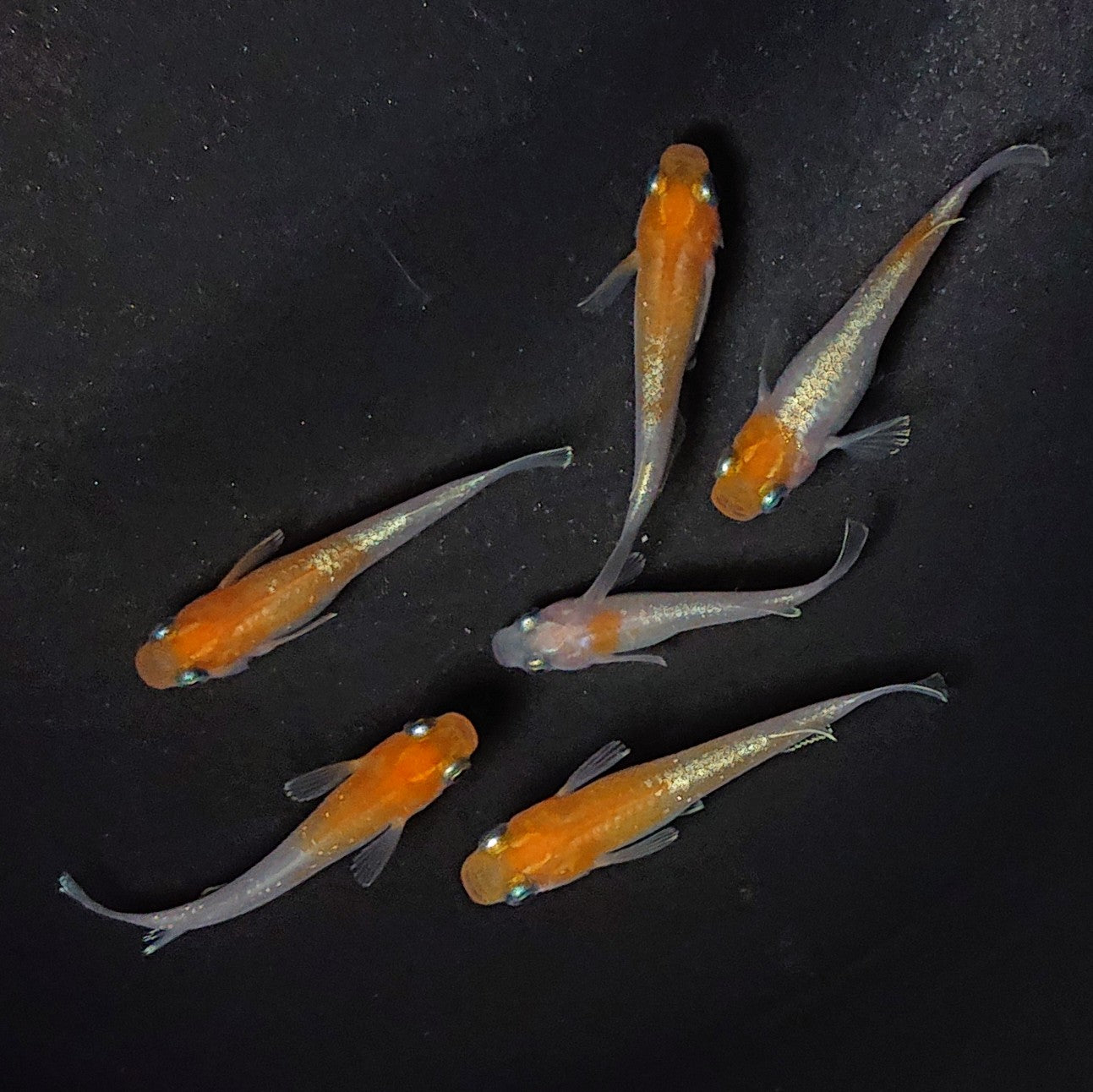 【現物】アマテラス 6匹 オス2メス4 2721