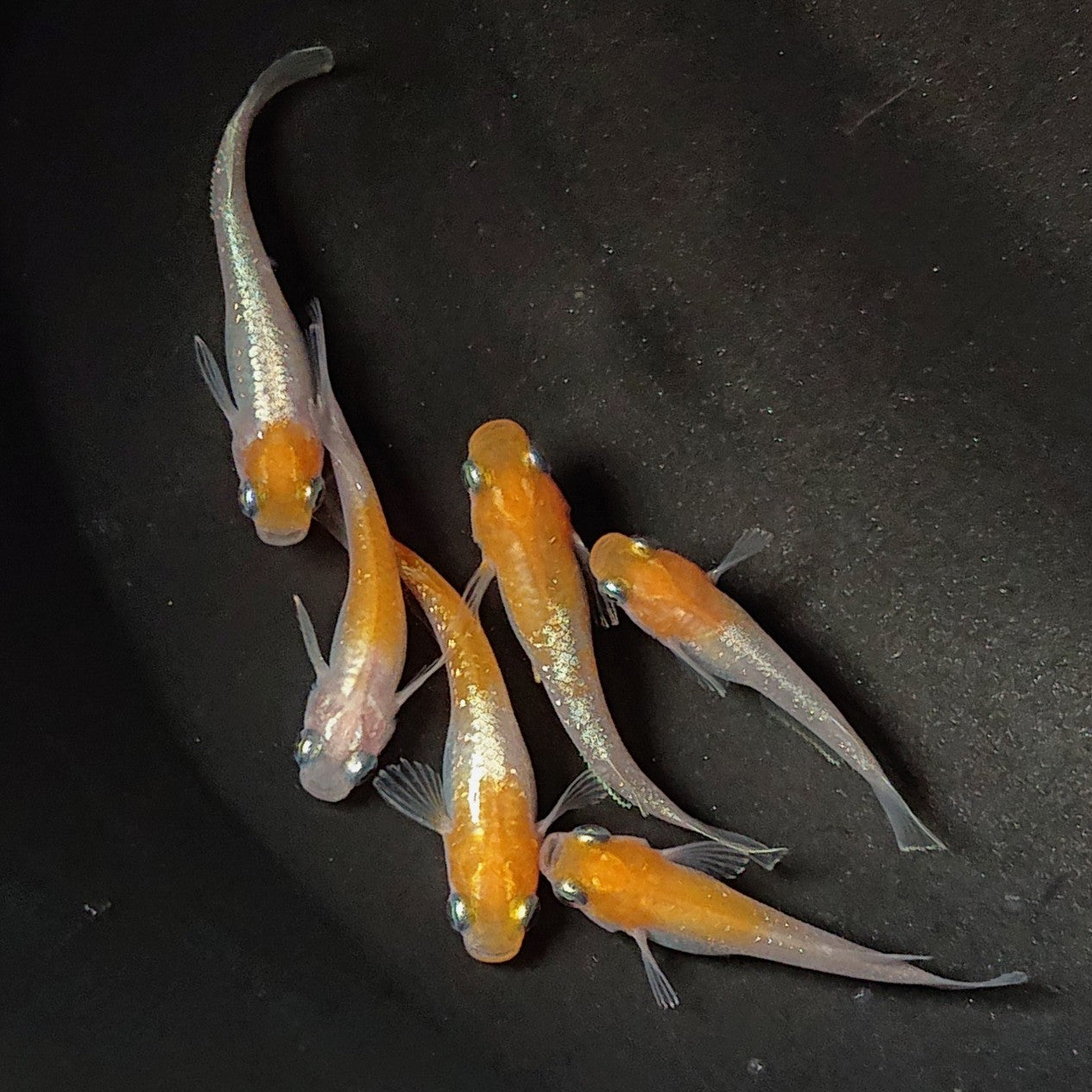 【現物】アマテラス 6匹 オス2メス4 2726