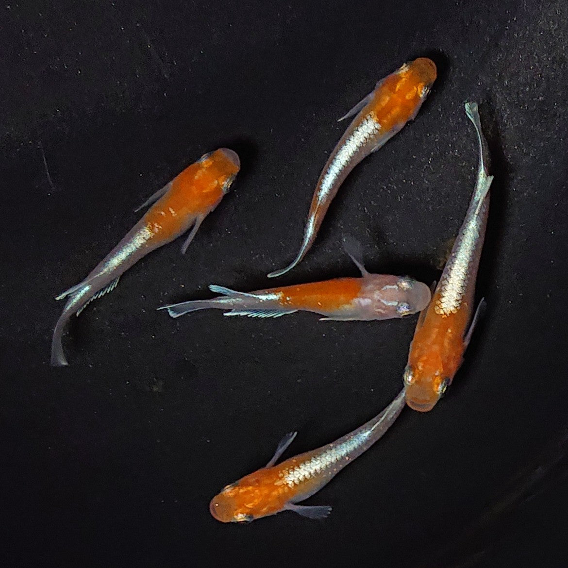 【現物】豆紅エボリューション 5匹 オス2メス3 2737
