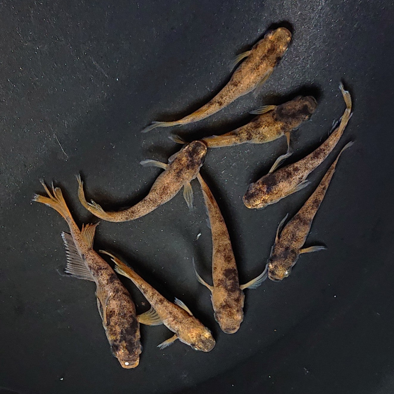 【現物】和墨赤虎×鬼神 F4 4ペア 2743