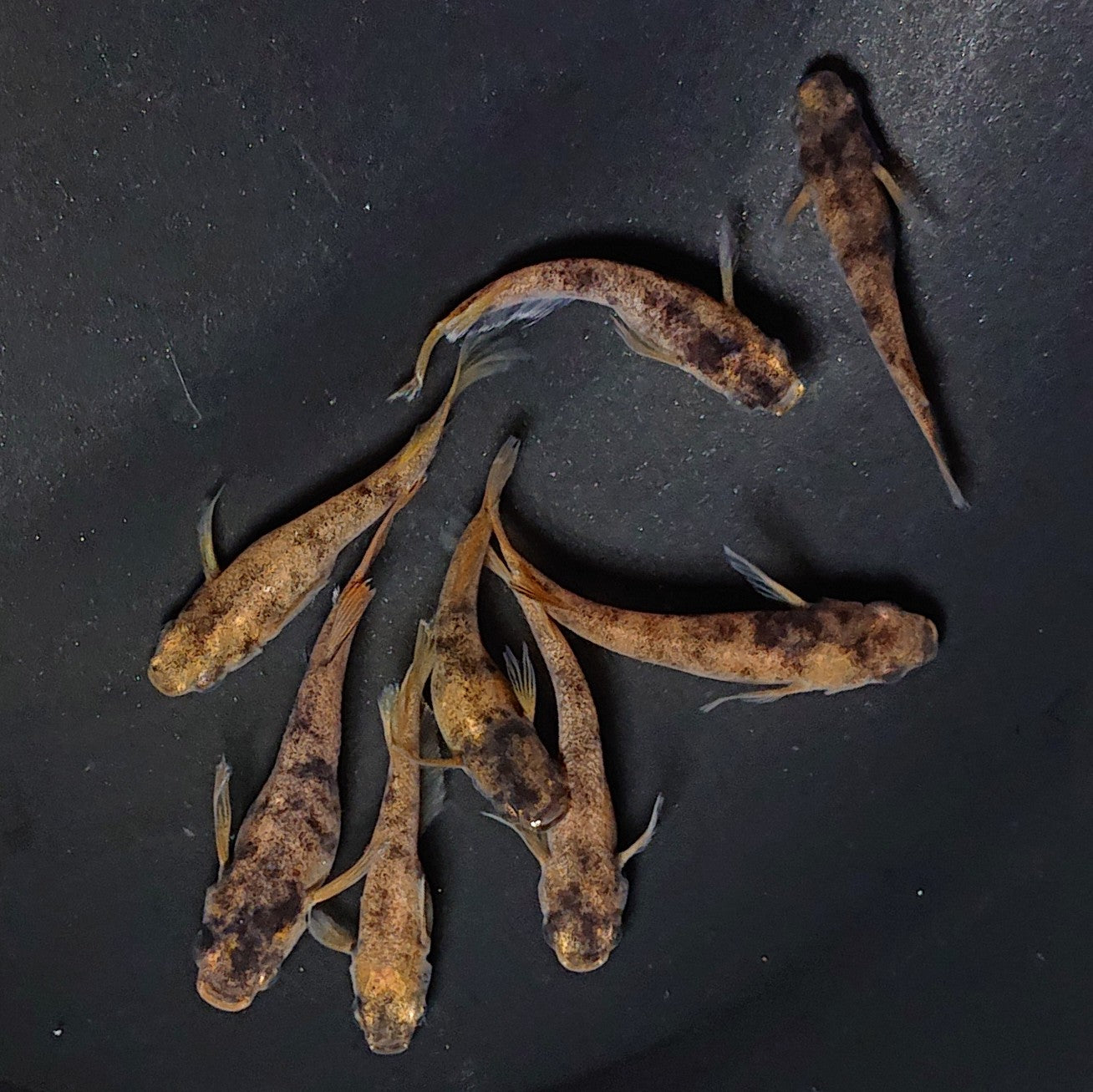 【現物】和墨赤虎×鬼神 F4 4ペア 2743