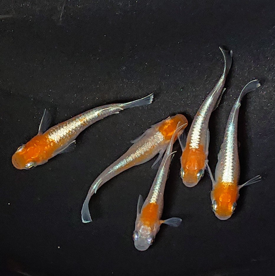 【現物】豆紅エボリューション 5匹 オス2メス3 2741