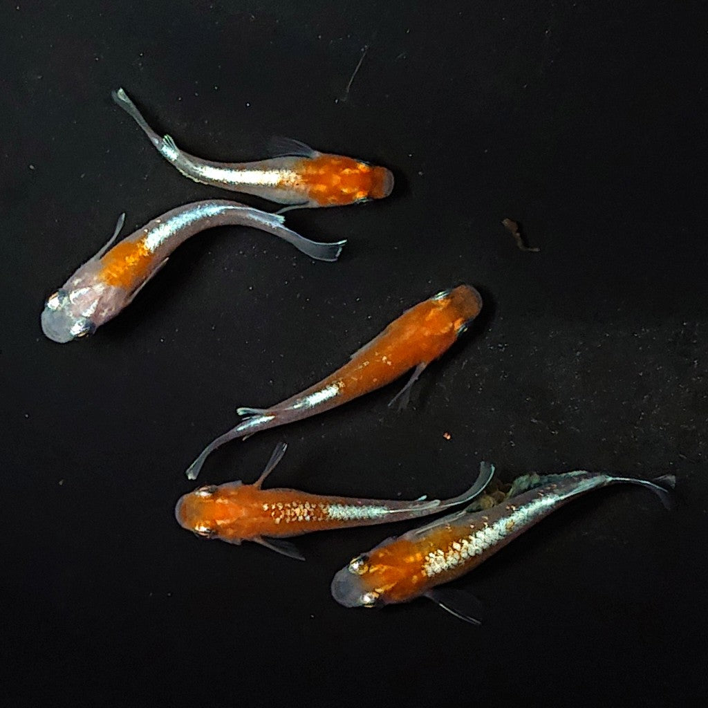 【現物】豆紅エボリューション 5匹 オス2メス3 2750