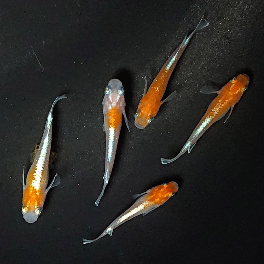 【現物】豆紅エボリューション 5匹 オス2メス3 2750